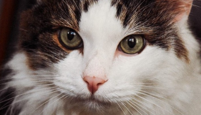 3 բան, որ կատուների տերերը չպետք է անեն իրենց կենդանիների հետ
