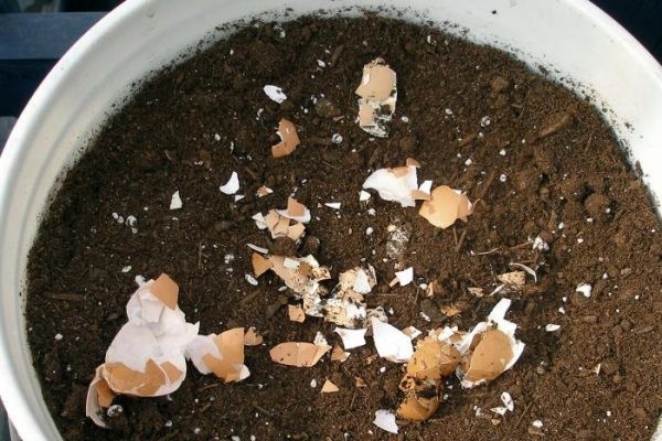 Ահա՝ որ բույսերի համար է օգտակար ձվի կեղևը լցոնելու համար և ինչպես կիրառել այն