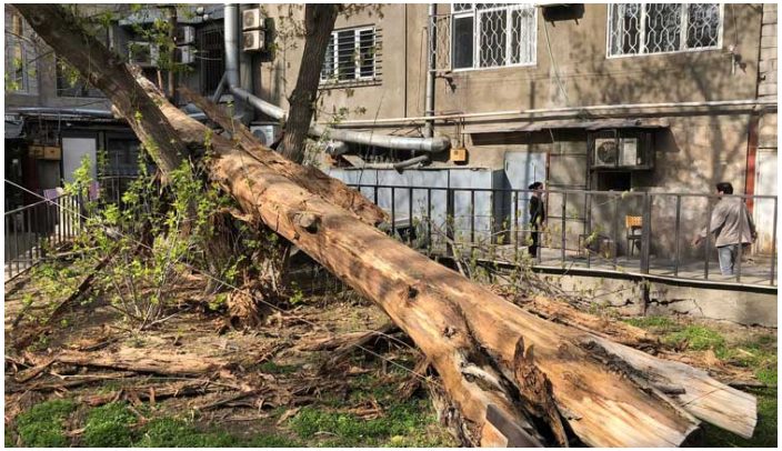 «Փտած ծառն ընկել է կնոջս մեքենայի վրա». Արտյոմ Երկանյան