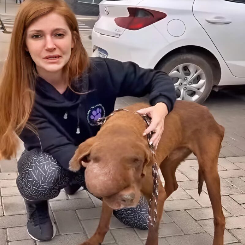 გატანილი ძაღლი შეშუპებით ცოცხლებისთვის იბრძოდა, და მხოლოდ ადამიანების ზრუნვა შეიძლებოდა მისი გადარჩენის ერთადერთი შანსი გამხდარიყო.